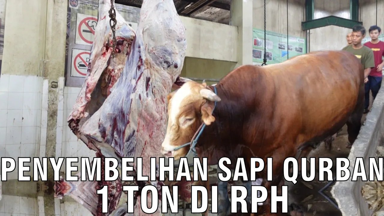 
                                 Penyembelihan-Sapi-Qurban-1-Ton-Di-RPH
